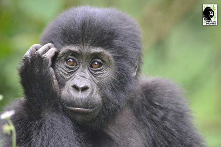gorilladoctors