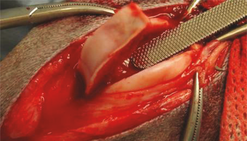 Close-up of instruments in an open wound of a dog