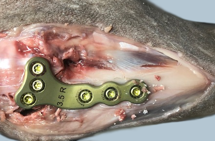 Hands-On Wet Lab CE CPD TPLO TTA Lateral Suture