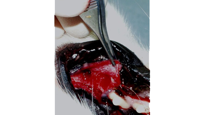 Delicate thumb forceps