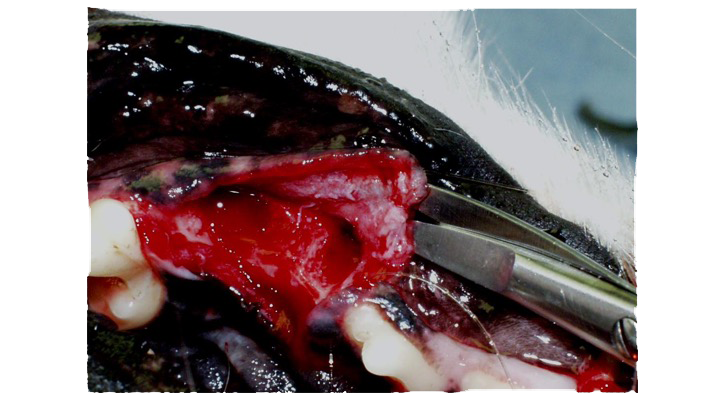 Dissecting scissors in tunnel