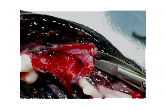 Dissecting scissors in tunnel