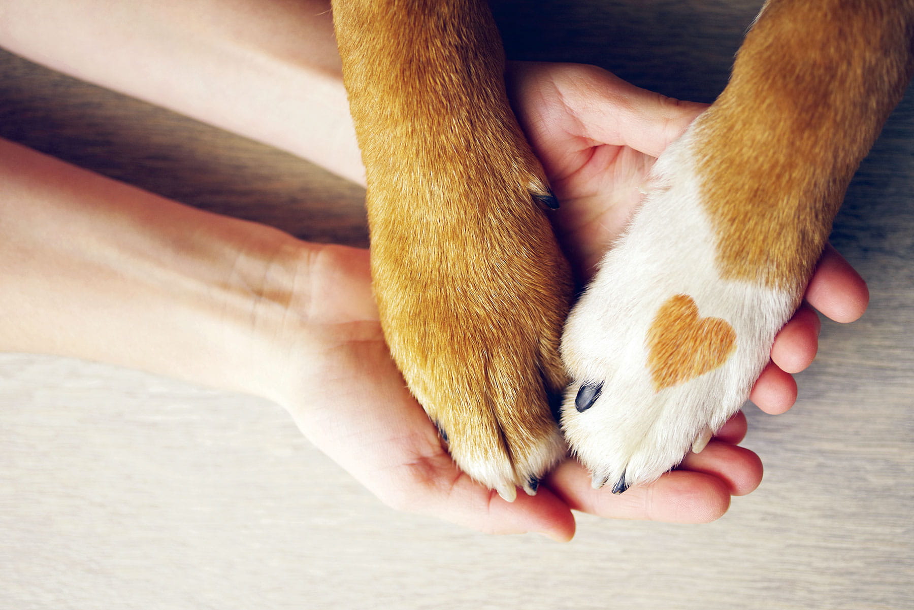 Dog-paws-heart-hands