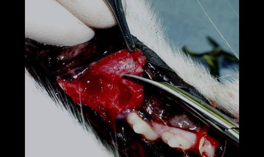 Veterinarian using forceps to control gum flap during dental extraction.