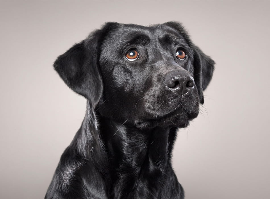 black lab