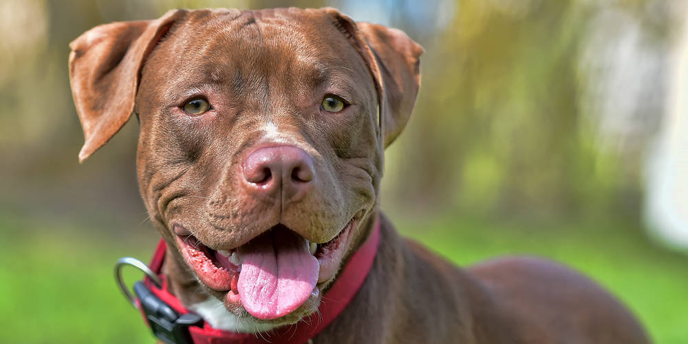 Pitbull