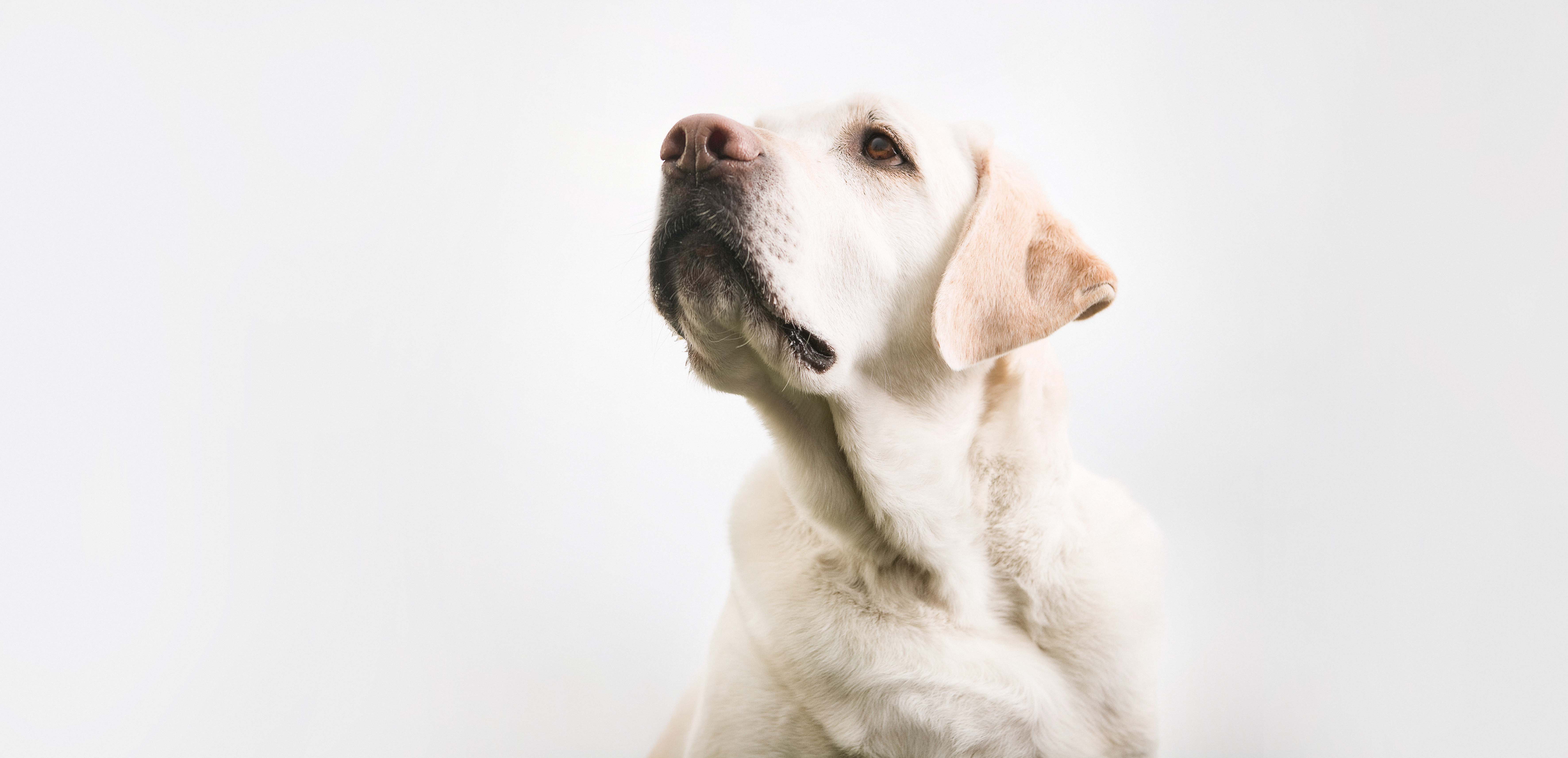 yellow lab dog