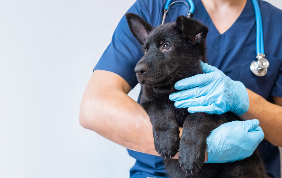 vet holding black puppy
