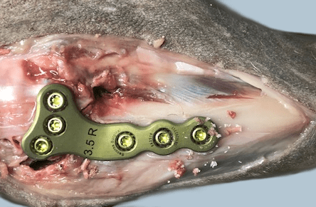 Hands-On Wet Lab CE CPD TPLO TTA Lateral Suture