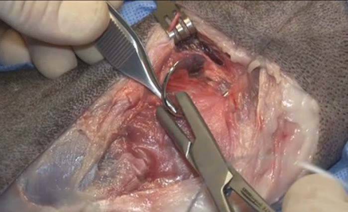 Close-up of a surgery with a suture sewing up a dog